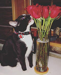 BoomBone Valentines Day Cat Collar Breakaway with Bell and Lip Charm,Puppy Collars for Small Dogs