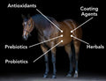MVP Gastro-Plex - Supports Gut Health and Hindgut Digestion in Horses