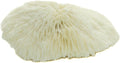 Mushroom Sea Coral | White Real Mushroom Coral 3”-4” (1 Piece) | Aquarium Ornament for Decoration | Plus Free Nautical e