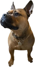 Initial Letter Cuban Chain Dog Chain Pet Chain Pet, Cat, Puppy Necklace (B, 22")