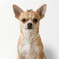 MITOCAPY Dog Collar,Handmade Cat Necklace Jewelry for Small Dogs Puppy - Bling Cat Wedding Collar - Chihuahua Yorkie Girl Clothes Costume Outfits Accessories