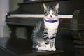 Hot Pink XXS Puppy Dog Collar with Bell Leash Set Reflective Cat Collars XS