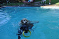HurriK9 Replacement Dog Exerciser Rings for 100-ft. Flying Ring Launcher | Replacement Rings Only (Launcher Not Included