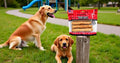 Frankly Pet Original Bacon Flavored Mega Beefy Chew Sticks for Dogs - High Protein Collegen Packed - Healthy Dog Treat -