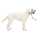 PetSafe Gentle Leader No-Pull Dog Headcollar - The Ultimate Solution to Pulling - Redirects Your Dog's Pulling for Easier Walks - Helps You Regain Control - Large, Black