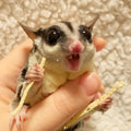 Exotic Nutrition Omega YUMS Fish Stick Treat for Sugar Gliders | All Natural Strips Made with Real Fish (0.6 oz)