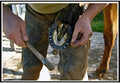 Aifeier ET Stainless Steel Horseshoe Nails Horse Hoof Nails Fix Lead