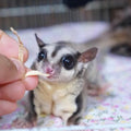 Exotic Nutrition Omega YUMS Fish Stick Treat for Sugar Gliders | All Natural Strips Made with Real Fish (0.6 oz)