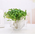 MLAQLS Fish Glass Bowl Multipurpose Living Room Turtle Tank Office Decoration Craft Ornaments Hydroponic Plant Utensils 
