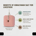 Compressed Himalayan Salt Lick 6 lbs, Big Block, Licking Salt for Horses, Deer Salt Lick Block, Block Salt on Rope, Hima