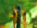 GlasGarten Shrimp Lollies - 4in1 Power Shrimp Food