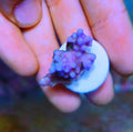 Aquarium Choice Coral frag Plugs for Coral fragging kit lps Bases(30pcs 0.98 inch Ceramic Coral Base)
