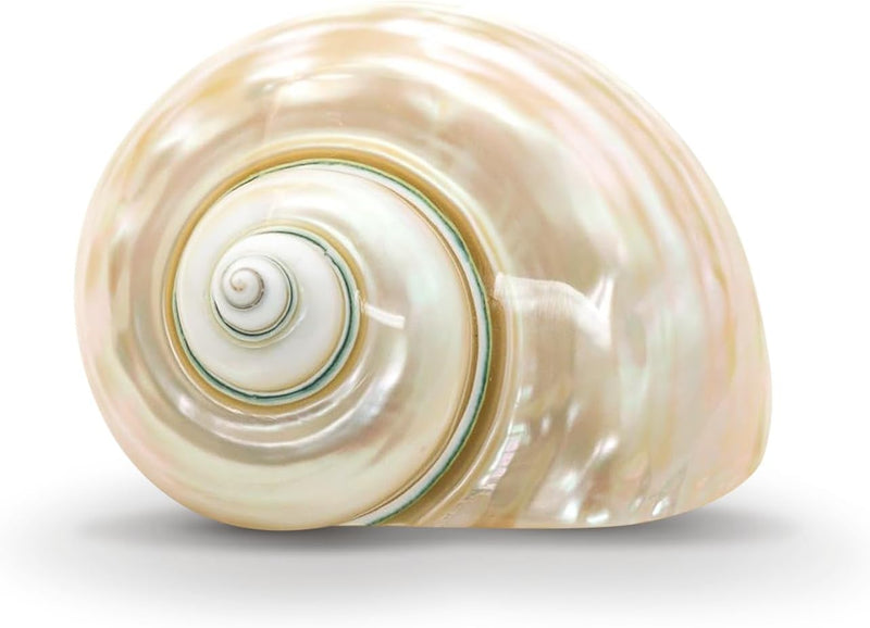Hermit Crab Shells | Turbo Shells | White Pearl Jade Green Turbo Shell 3