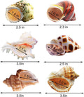 SINKOO 6PCS Hermit Crab Shells Medium to Large, Natural Sea Conch 2.3"-3.5"