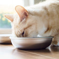 Stainless Steel Cat Bowls for Food & Water by Americat – Made in USA – Dishwasher Safe, Human Grade, Whisker Friendly Dishes (2 Bowls)