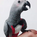 QBLEEV 2 Pack Bird Diapers, Reusable Cockatiel Tuxedo Flight Suite Costume