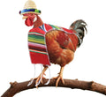Fiesta Costume for Chickens Includes Sombrero and Serape Poncho for Silkie Chickens Laying Hens Pet Chicken Costume