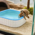 1 Pack Hermit Crab Climbing Toy Small Bathtub Water Basin Food Bowl for Hermit Crab Small Reptiles