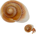 NIIIYTYB Large Hermit Crab Shells Extra Shells 2.7~3.5 Inch Big Empty Natural Sea Conch for Crabs Ideal Hermit Crab Supp