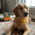 ALZOO Plant Based Flea & Tick Dog Collar - Helps Repel Fleas, Ticks & Mosquitoes - 100% Plant-Based Active Ingredients -