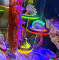 coral frag holer,Ring, set of six pillars with six round coral bases with legs, YGSHJ-XY6Z-1P