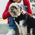 MYLUCKYTAG Stainless Steel QR Code Pet ID - Dog & Cat Tag - Online Profile - Scan QR Receive Instant Location Alert Email