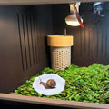 Snail Food and Water Bowl, Pet Snail Feeder, Small Reptile Food Dish Bowl Silicone Calcium Dish for Land Snails Lizard G
