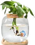 Betta Fish Bowl Glass Small Fish Tank with Bamboo Stand, Plant Propagation Station Hydroponic Terrarium with Lid beta Fi