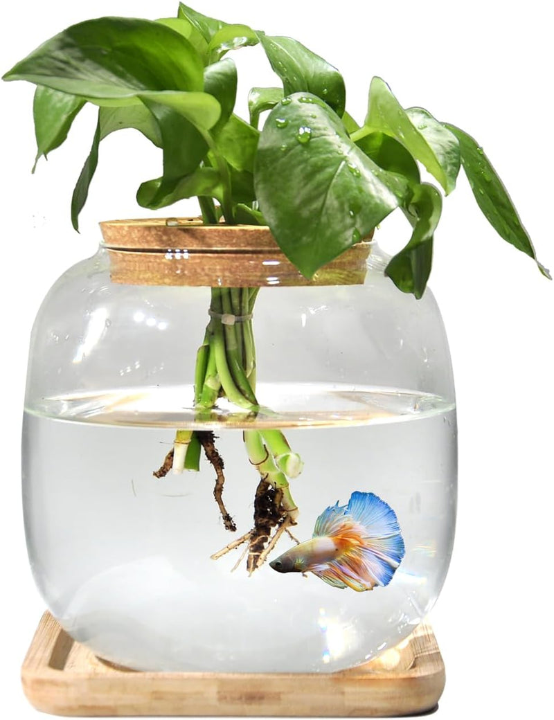 Betta Fish Bowl Glass Small Fish Tank with Bamboo Stand, Plant Propagation Station Hydroponic Terrarium with Lid beta Fi