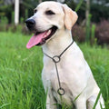 Stainless Steel Dog Choke Chain Collar for Training Walking 20.0"*4.0mm