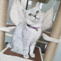 PetSoKoo Cat Collar with Kitty Face Bell. Cute Japan Chirimen Kitten Collar. Soft & Lightweight.