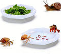 Snail Food and Water Bowl, Pet Snail Feeder, Small Reptile Food Dish Bowl Silicone Calcium Dish for Land Snails Lizard G