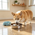 Stainless Steel Slow Feeder Dog Bowls,Slow Food Bowl for Dog & Cat - 1 Cups Capacity,Paw-Shaped Design Pet Food Holder,M