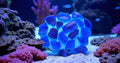 Galapagos (05131 Aquarium Sea Glass, Deep Sea Blue, 4lb Bag