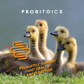 Manna Pro Duck Starter Grower Crumble – Non-Medicated Duckling Feed with Probiotics for Digestion, Ducks & Goose Starter Feed for Healthy Growth, Duck Grower Crumble Pellets, 8 lb