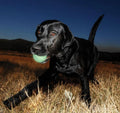 Chuckit! Max Glow Balls, Bouncy Ball for Dogs, Medium, 2.5in, 2 Pack