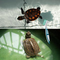 2Pcs Turtle Cleaning Brush Mini Double-Sided Cleaning Brush Tortoise Accessories for Turtle Shell Fish Tank