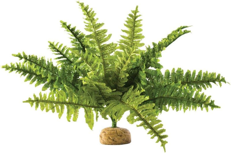 Exo Terra,Reptiles, Amphibians Boston Fern Terrarium Plant, Medium
