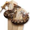 GECKOPIA Reptile Flex Bridge Large (Plain Wood, 18 Inch Long)