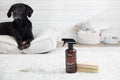 The Spruce Pet Stain & Odor Remover - Plant-Derived Enzyme-Based Cleaner for Dog and Cats Urine, Feces, Vomit, etc. Safe & Effective on Tile, Hardwood, Carpets, and Upholstery - 17 oz, 2 Pack