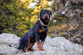 Slip Dog Chain Collars, Stainless Steel Training Dog Collars for Large Dogs