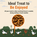 Natural Black Soldier Fly Larvae for Chickens, 85X More Calcium Than Mealworms-High Protein Grub Food Chicken Treats for
