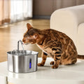 KittySpout Stainless Steel Cat Water Fountain Automatic Drinking Fountain, Quiet Circulating Water Bowl, Dishwasher Safe