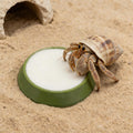 6 Pcs Cricket Water Bowl Plastic Reusable Feeding Dish Mini Bowl with 6 Pcs Sponge for Hermit Crab Cricket Scorpion Ant 