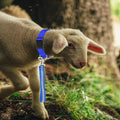 Goat Lead and Goat Collars Set Small Farm Animal Goat Sheep (Blue)