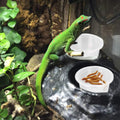 100Pcs Crested Gecko Food Dish, 0.5oz Plastic Reptile Feeding Cups