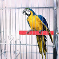 CHIOSHIO 4 PCS Bird Perch Stand Toy, Wood Parrot Perch Stand Platform Paw Grinding Stick, Cage Accessories Exercise Toys Budgies Parakeet Cockatiel Conure Hamster Gerbil Rat Mouse