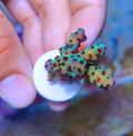 Aquarium Choice Coral frag Plugs for Coral fragging kit lps Bases(30pcs 0.98 inch Ceramic Coral Base)