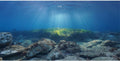 Ocean Floor Fish Tank Backdrop Underwater Stone Aquarium Backdrop 36x24 in
