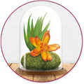 Terrarium Plastic Clear Dome with Wood Base - DIY Crafts - 3.14 Inches Tall